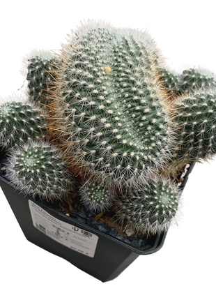 Crested Weingartia glomeriseta