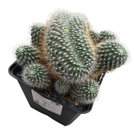 Weingartia glomeriseta crestada