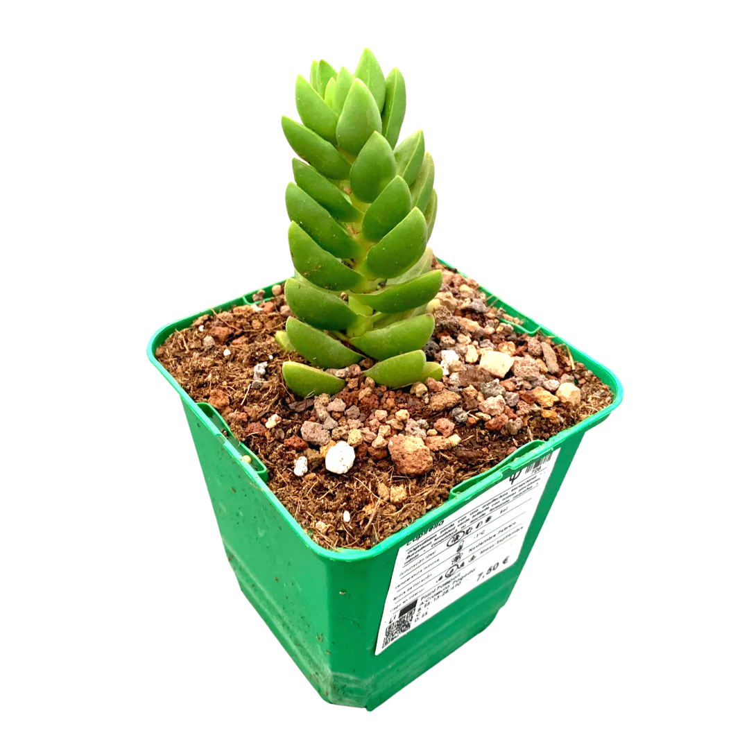 Crassula capitella