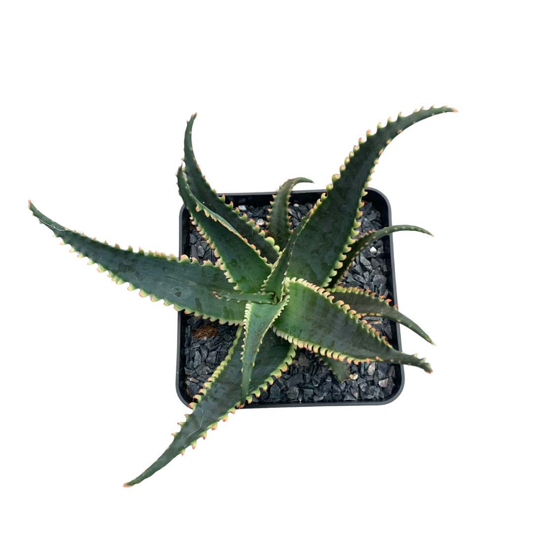 Aloe aculeata “Jurassic Dragon”