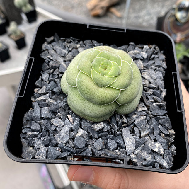 Crassula hemisphaerica