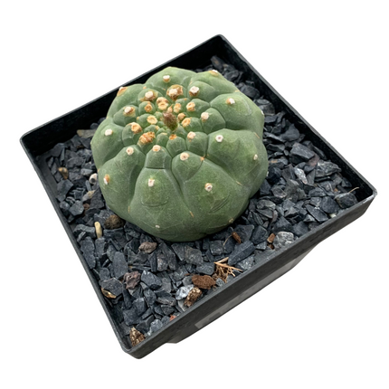 Matucana madisoniorum inermis f. albiflora