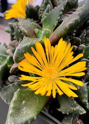 Faucaria tigrina (Wolfsmaul)