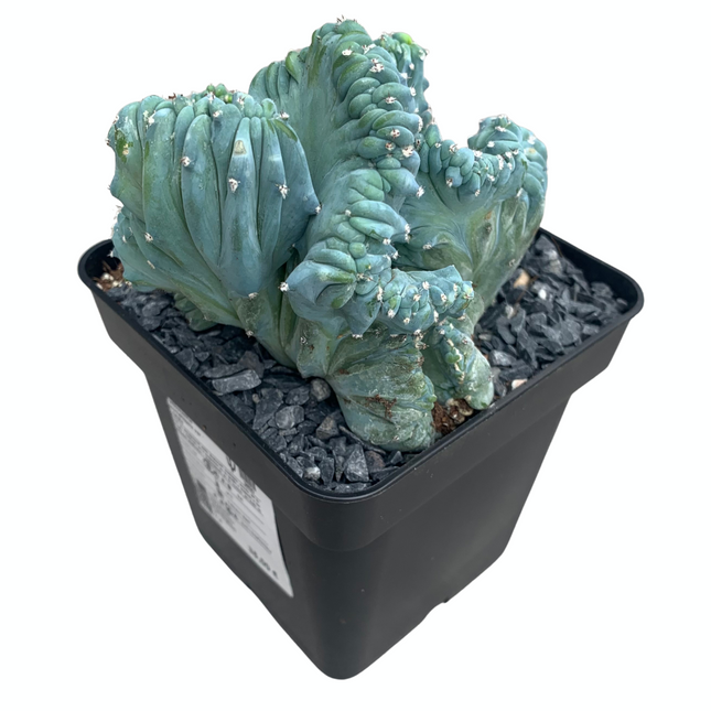 Myrtillocactus geometrizans f. cristata 'M' - DesertSTORE.es