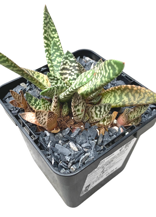 Gasteria carinata cv. Snow Storm