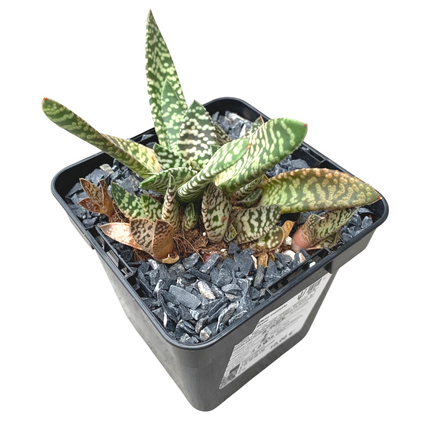 Gasteria carinata cv. Schneesturm