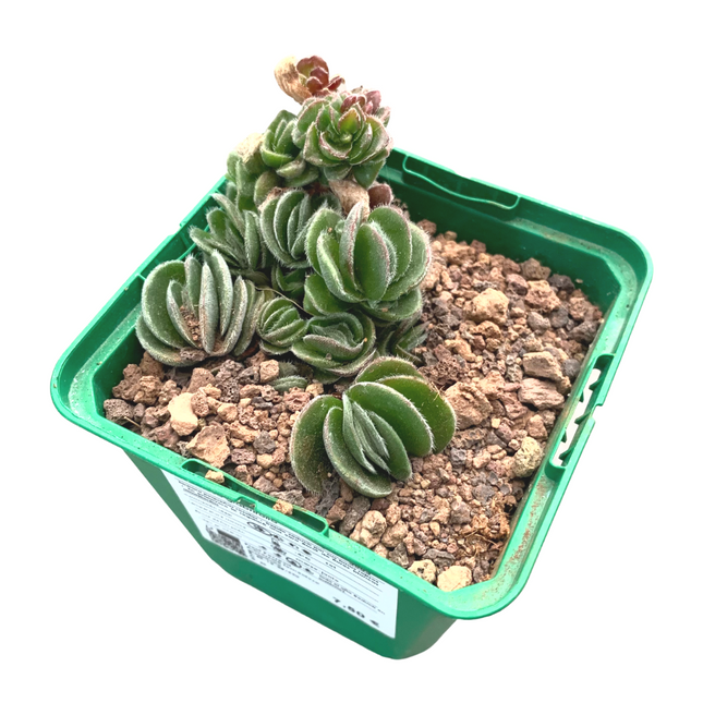 Crassula tomentosa glabrifolia 'S'