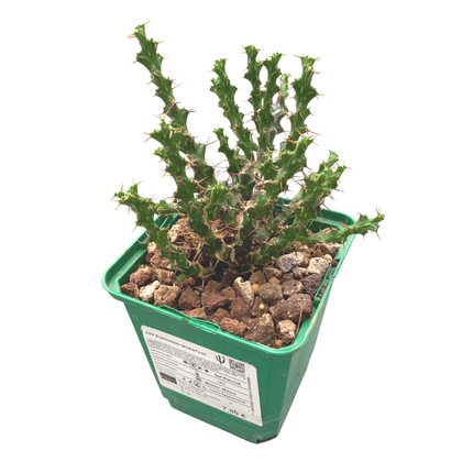 Euphorbia lenewtonii