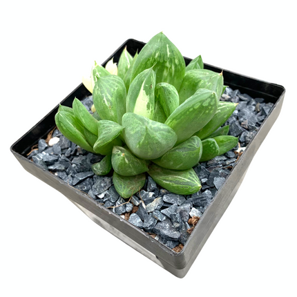 Haworthia 'cuspidata' f. variegata