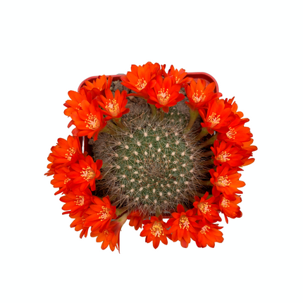 Rebutia fabrisii
