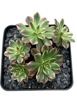 Aeonium Grüner Tee