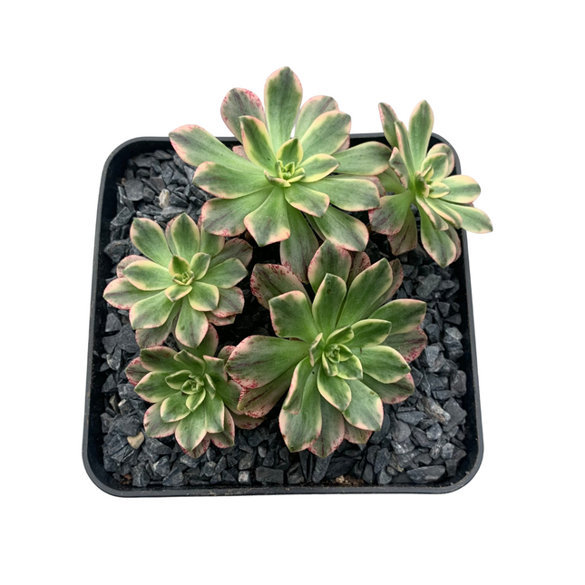 Aeonium Green tea