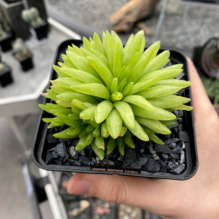 Haworthia 'Kikuhigasa'