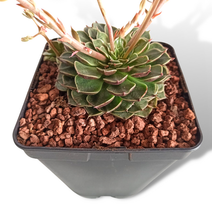 Graptopetalum bellum (Tacitum bellum)