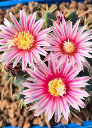 Ferocactus Macrodiscus