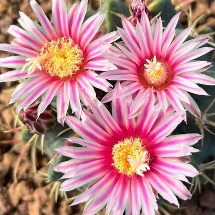 Ferocactus macrodiscus