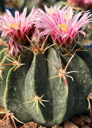Ferocactus Macrodiscus