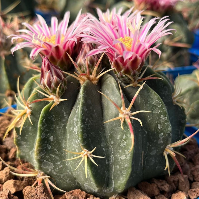 Ferocactus macrodiscus