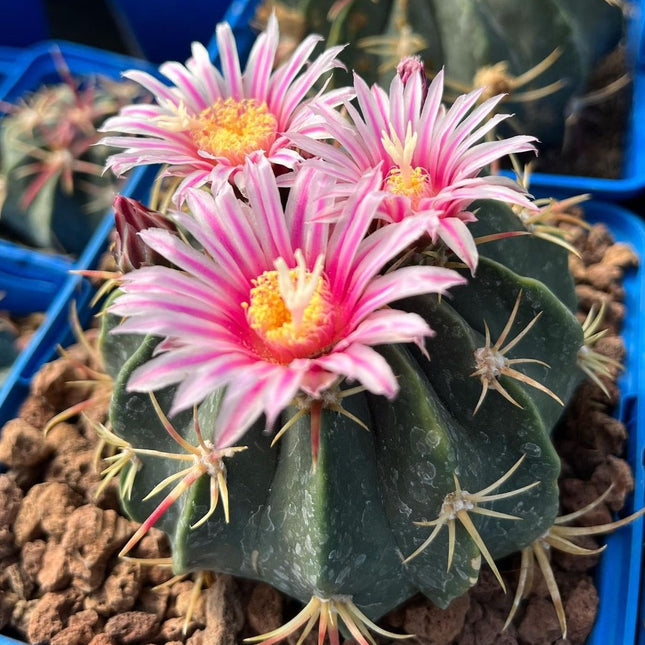 Ferocactus macrodiscus