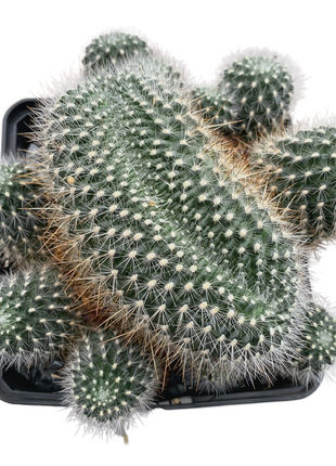 Crested Weingartia glomeriseta