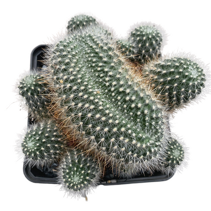 Weingartia glomeriseta crestada