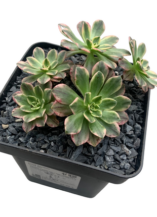 Aeonium Grüner Tee