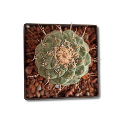 Strombocactus disciformis CITES