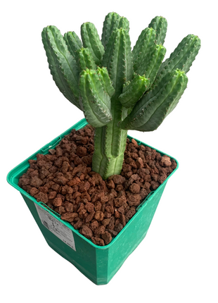 Euphorbia tubiglans