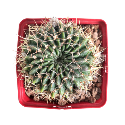 Lobivia-Hybriden „M“