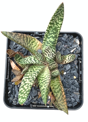 Gasteria carinata cv. Snow Storm