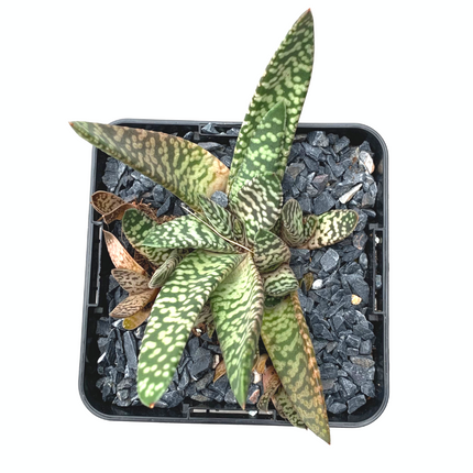 Gasteria carinata cv. Schneesturm