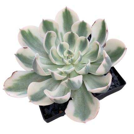 Echeveria 'compton carousel'