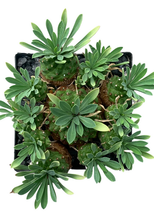 Euphorbia x japonica