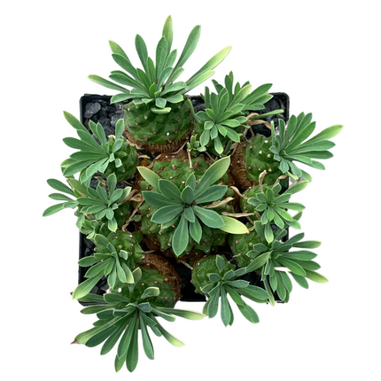 Euphorbia x japonica