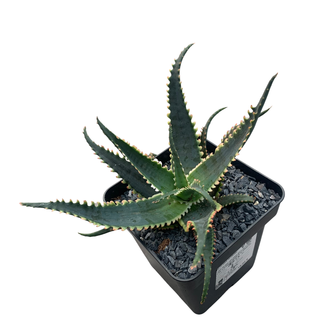 Aloe aculeata „Jurassic Dragon“