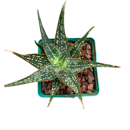 Aloe 'Carola'