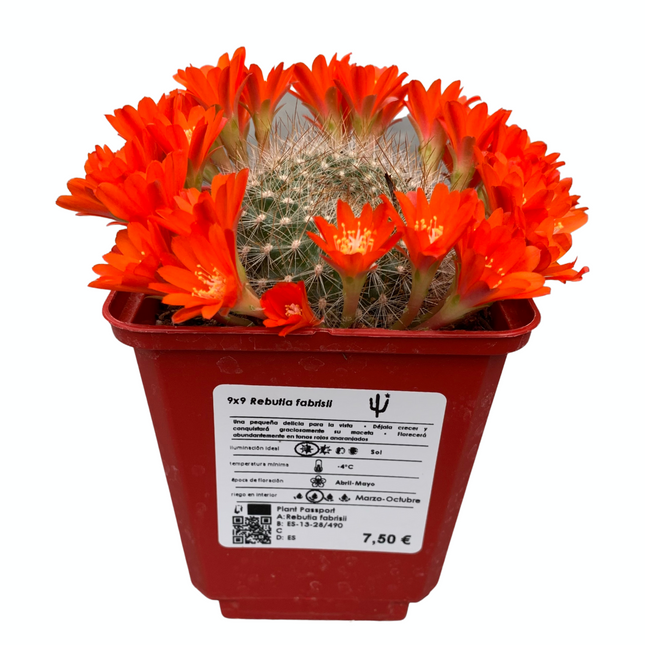 Rebutia fabrisii