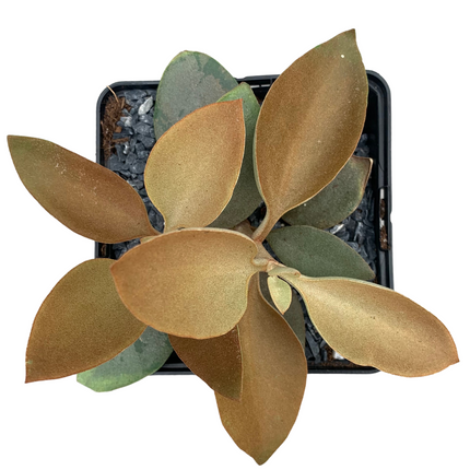 Kalanchoe orygalis