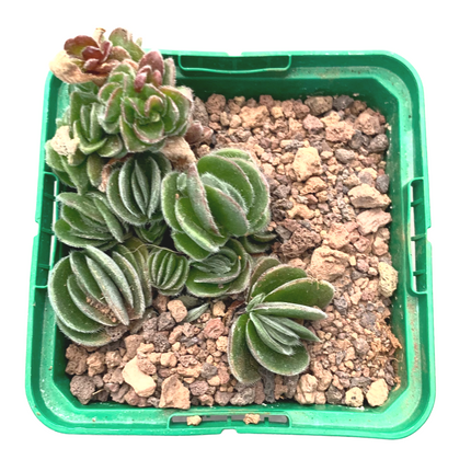 Crassula tomentosa glabrifolia 'S'