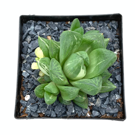 Haworthia 'cuspidata' f. variegata