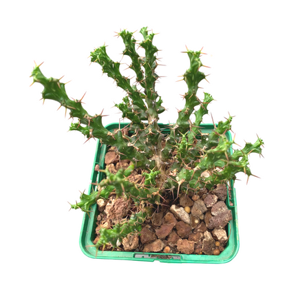 Euphorbia lenewtonii