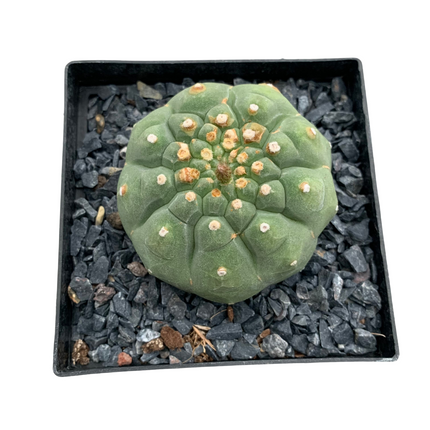 Matucana madisoniorum inermis f. albiflora