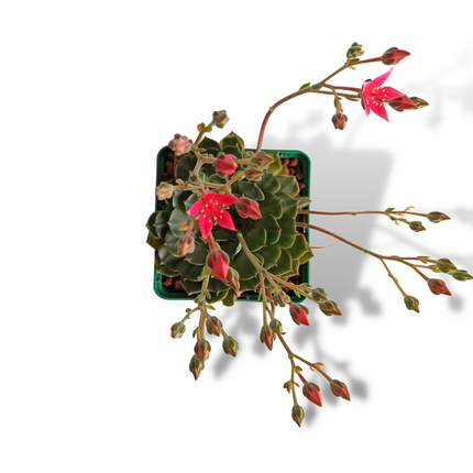 Graptopetalum bellum (Tacitum bellum)