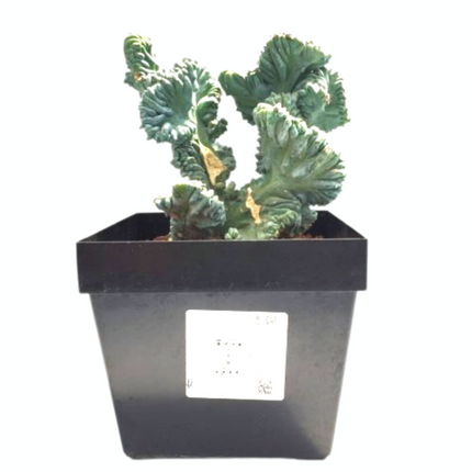 Myrtillocactus geometrizans f. cristata 'M' - DesertSTORE.es