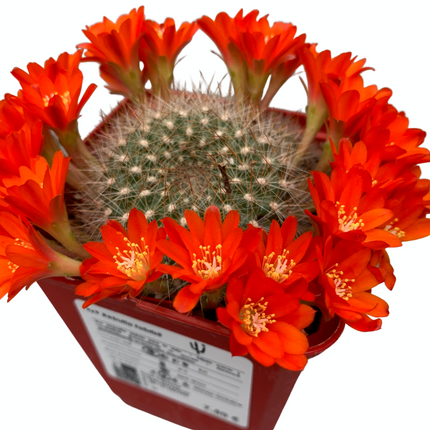 Rebutia fabrisii