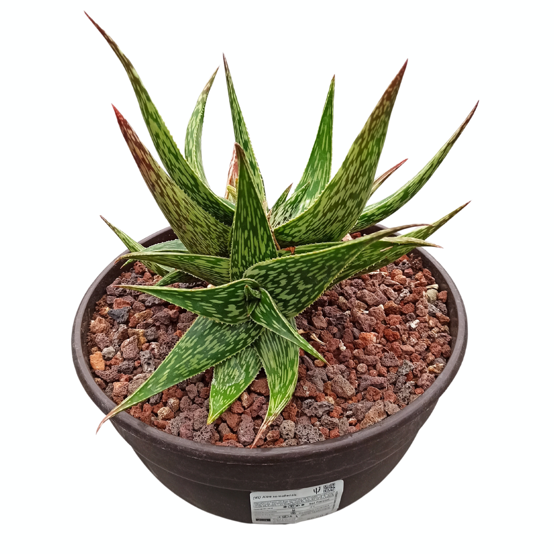 Aloe somaliensis hybrid 'Tarrina'