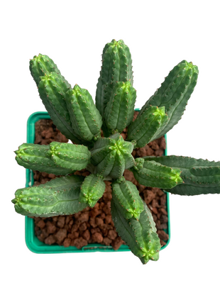 Euphorbia tubiglans