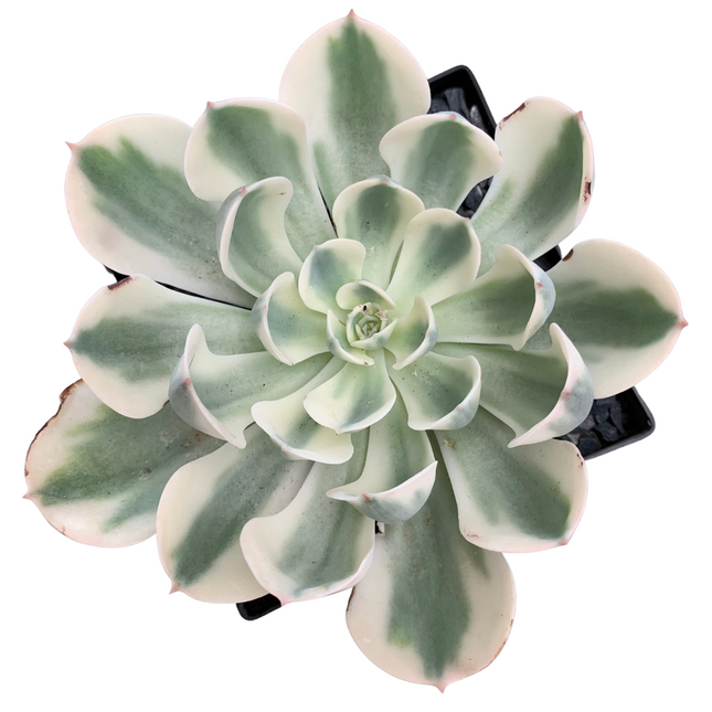 Echeveria 'compton carousel'