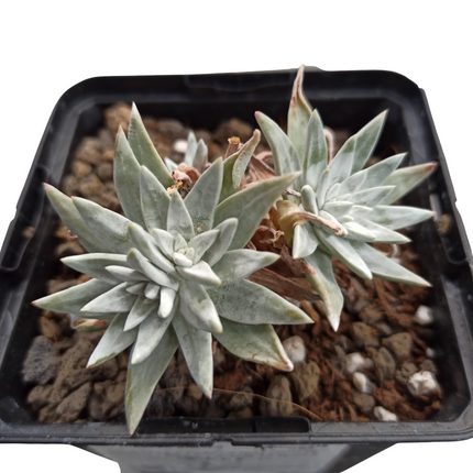 Gnome Dudleya