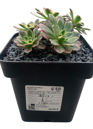 Aeonium Grüner Tee